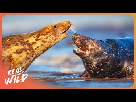 Islands of Shadow - Seal Adventures