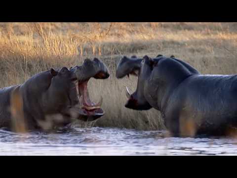 The Secrets of the Hippo Realm: Why Even Lions Fear Them