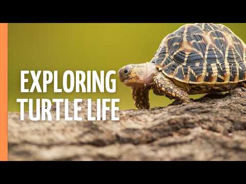What you don't know about turtles... mysterious animals