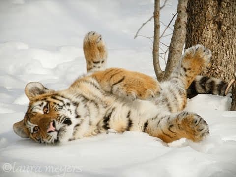 The striped tiger - one of the world's largest predators
