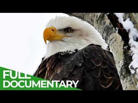 Birds of Prey - Champions of the Cold Skies