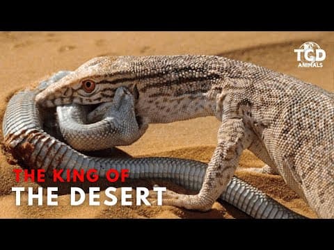desert monitor lizard