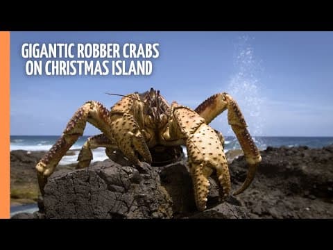The secret life of a crab