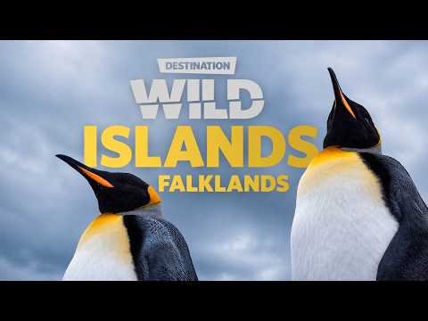 Wild Courts: The Invasion of the Falkland Islands