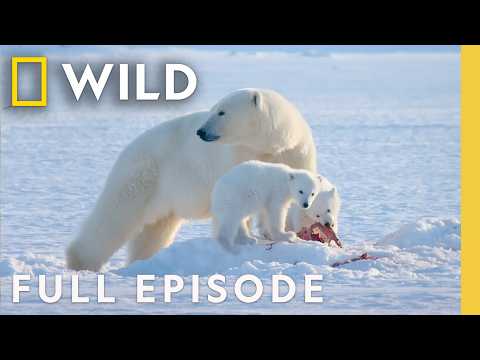 Kingdom of the Polar Bear | Ocean Explorers