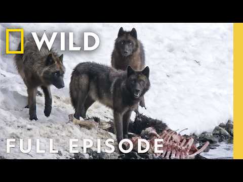 Documentary - Yellowstone's Wolf Queen - World of Predators