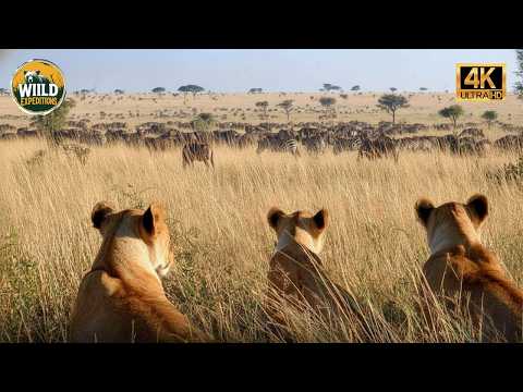 Kings of the Savannah: Tales of Conflict and Absolute Dominance