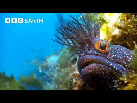 Wonders of the Ocean World - The Drama of Marine Life