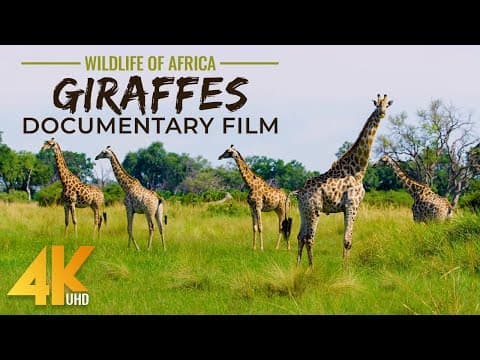 Life of the Giraffe
