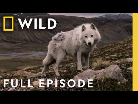 Kingdom of the Arctic Wolf: The Last Hunt
