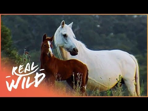 Secrets of the Horse World: The Animal That Captivated the World | Documentary