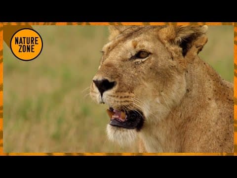 Lion Instinct - Pride Feud