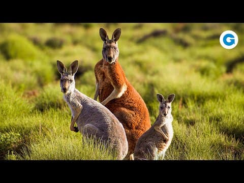 Born the size of a grain of rice, the kangaroo is a fascinating marvel of nature... but could drinking water actually kill it instantly?