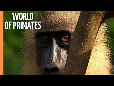 Clash of Kings: Monkey Kingdom