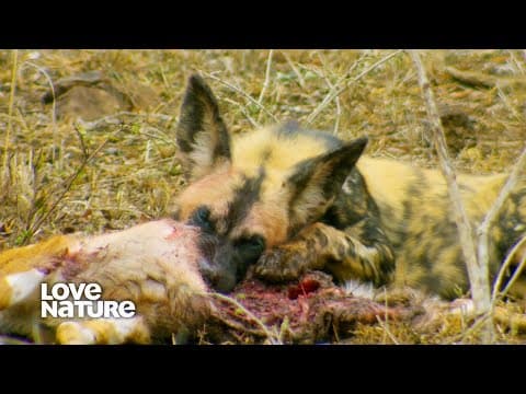 African Wild Dogs: The World's Most Skilled Hunters | Secrets & Wonders | The Full Story | Documentary