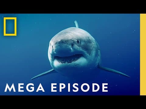 Shark Special: Shark vs. Predator