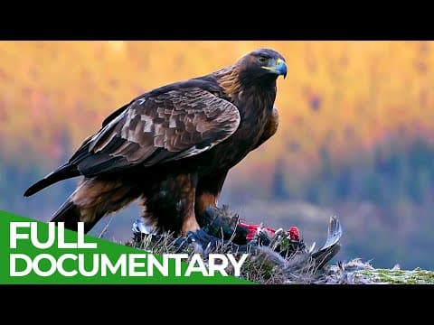 The Golden Eagle - First Light of the Sun