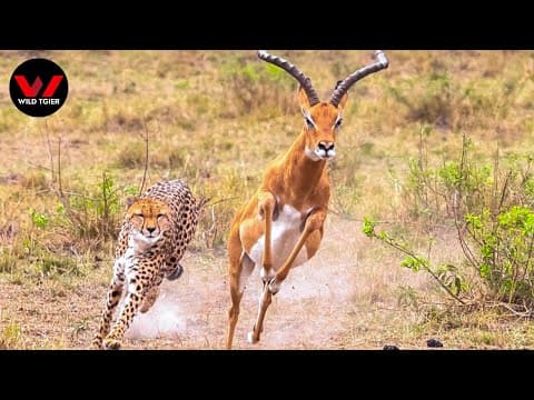 The Gazelle: A Life Story