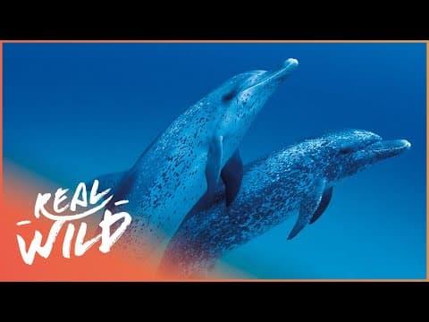 Secrets of the Dolphin World! Mysteries of the Seas and Oceans | The Full Story | Documentary