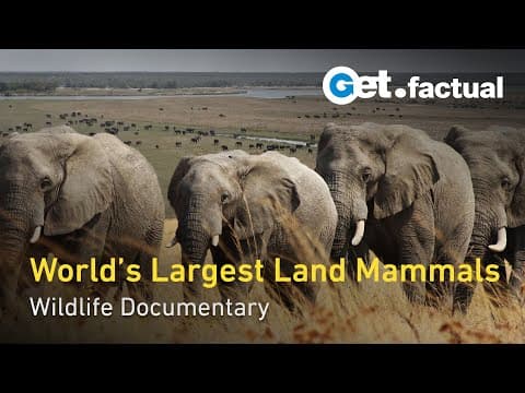 African Savanna Elephant | Secrets of the Elephants