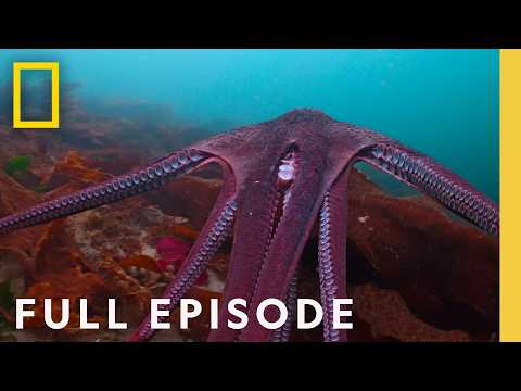 The Octopus with Superpowers | Animals and Wildlife
