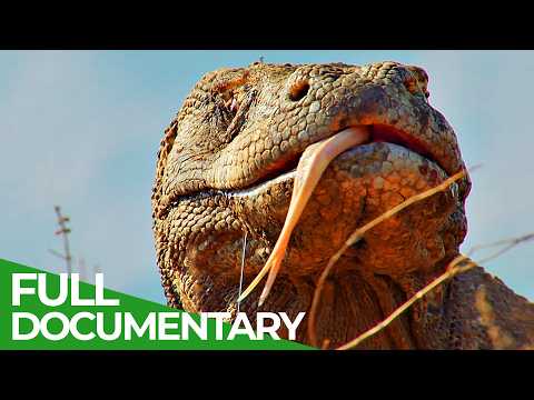 Komodo dragon, king of the Indonesian islands