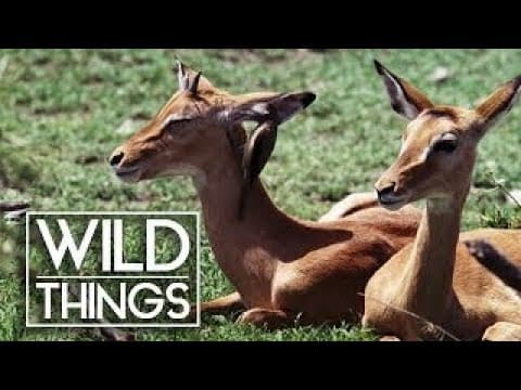 The gazelle... a life story