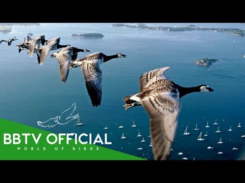 Secrets of Falcon Migration: Habitats, Species, and the Iconic Saker Falcon