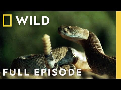 Deadly Vipers: Snakes of Africa