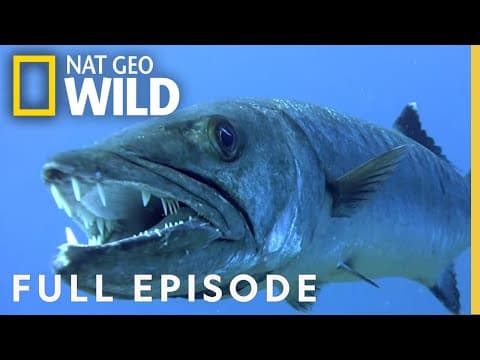 Ruthless Ocean Predators | The Fiercest Battles of Sharks, Whales, and Marine Life