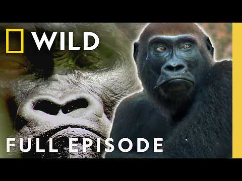 All the secrets of the gorilla world! The fearsome giant of the jungle!