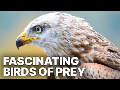 Secrets of the World's Deadliest Birds of Prey! The Full Story