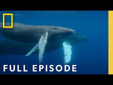 Giants of the Abyss | Sperm Whales, Giant Squid, and Ocean Titans – Wildlife Documentary
