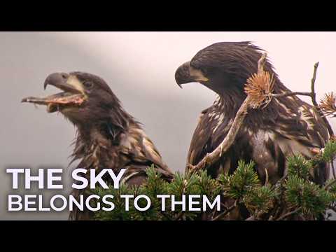 Birds of Prey - Legends of the African Forests