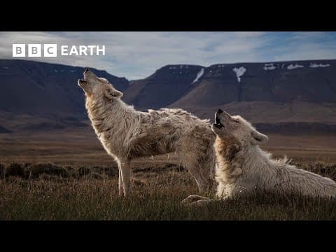 The Arctic Wolf — Ghost of the Arctic and Master of the Frozen Wasteland