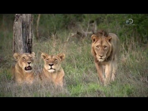 The Mapogo... The Deadliest Lion Coalition, Monsters That Turned the Savannah into a Mass Grave!