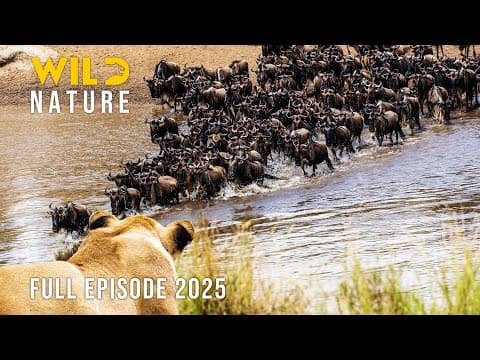 The Seasonal Wildebeest Migration: Facing Predators - Animal World