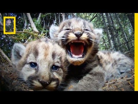 Mountain Lion (Cougar)