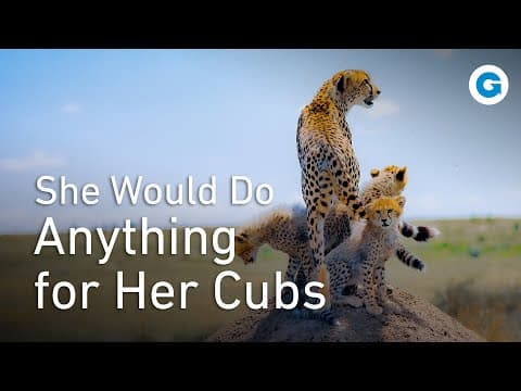 The Cheetah - Ultimate Hunts