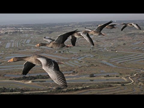 The wonders of the great migration journey