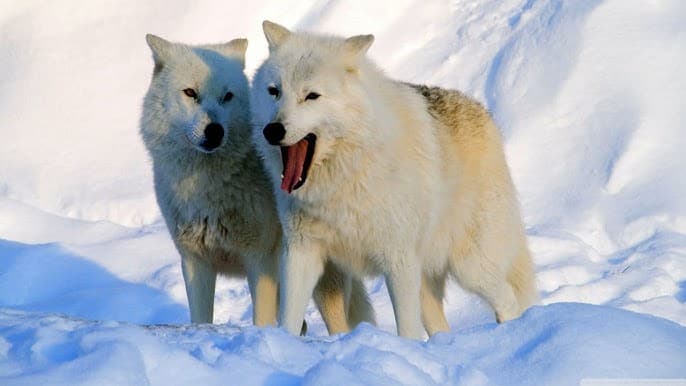 Arctic Wolf
