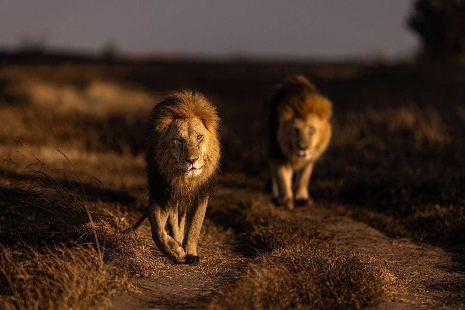 The Black Rock Lion Coalition
