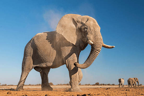 African Elephant