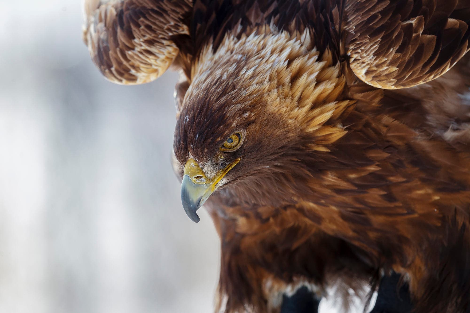 Golden Eagle