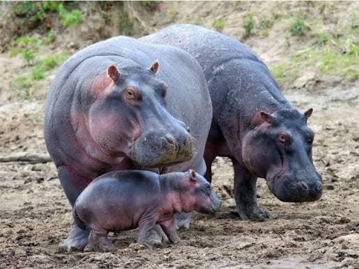 The Hippopotamus