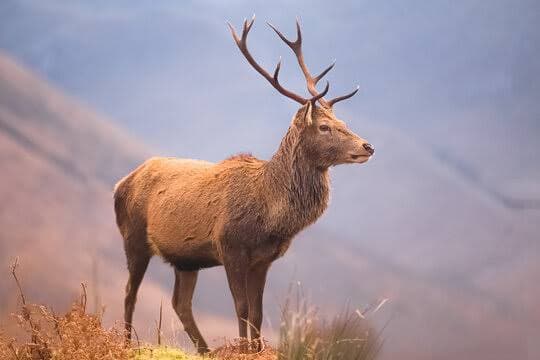 Red Deer