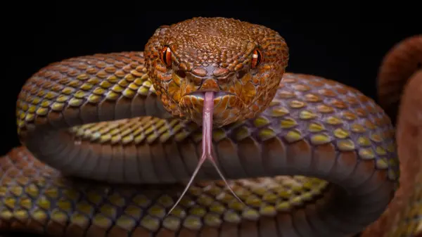 Deadly Serpents