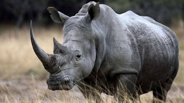 Rhinoceros