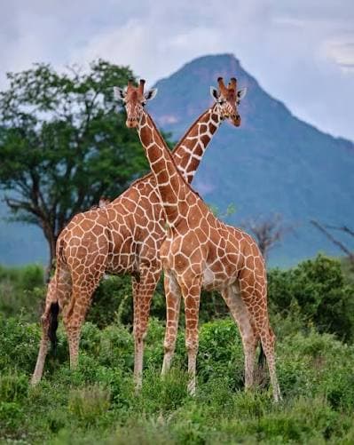 African Giraffe