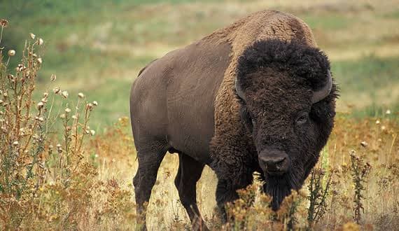 American Bison